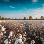 Alper Seguros marca presença no IX Congresso Brasileiro do Algodão com soluções exclusivas e foco no gerenciamento de riscos para o agronegócio Notícias,Alper Seguros,Alper