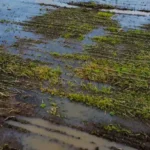 El Niño deve elevar custos do seguro rural para produtor Notícias,CNSEG,CNA,FGV