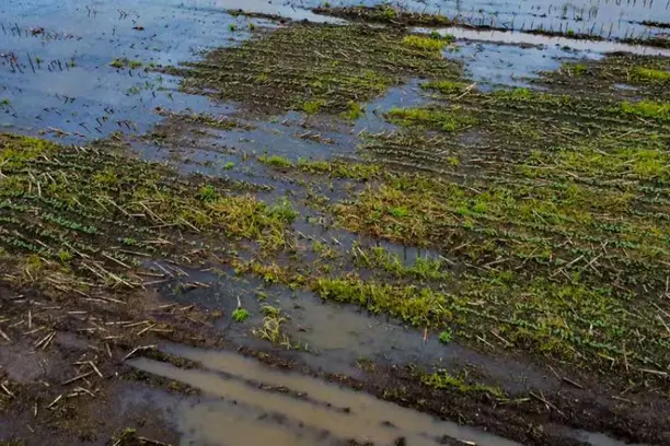 El Niño deve elevar custos do seguro rural para produtor Notícias,CNSEG,CNA,FGV