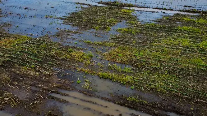 El Niño forte aumenta atenção sobre riscos do Seguro Rural na safra 2026/27 Notícias,Seguro Rural,El Niño,MeteoIA