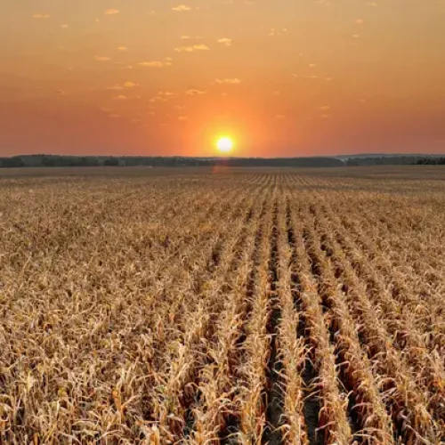 “Na gestão de riscos, o mais importante é o seguro rural”, diz especialista Notícias,Seguro Rural