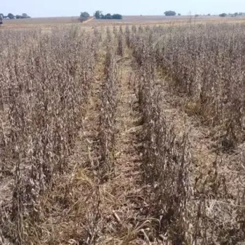 Governo federal atrasa o pagamento de subvenção ao seguro rural a empresas Notícias,CNSEG