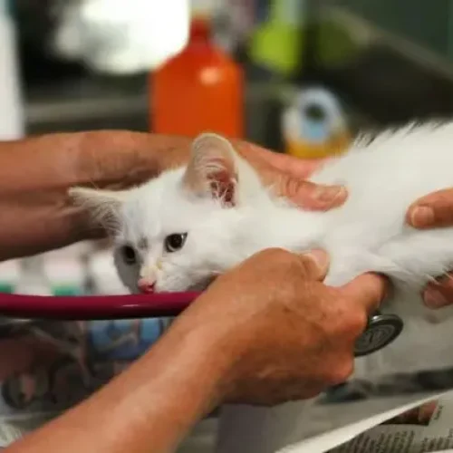 Projeto de lei quer tornar dedutíveis no IR gastos com veterinário e plano de saúde de pets Notícias,Plano de Saúde,Pet