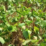 Empresas ensaiam volta do seguro de renda ao produtor Notícias,Seguro Rural,Seguro
