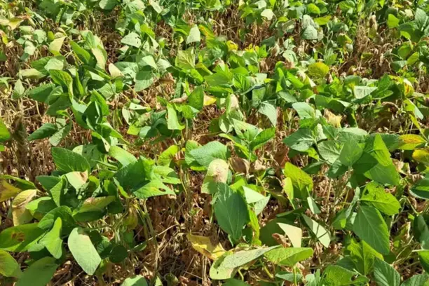 Empresas ensaiam volta do seguro de renda ao produtor Notícias,Seguro Rural,Seguro