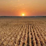 “Na gestão de riscos, o mais importante é o seguro rural”, diz especialista Notícias,Seguro Rural