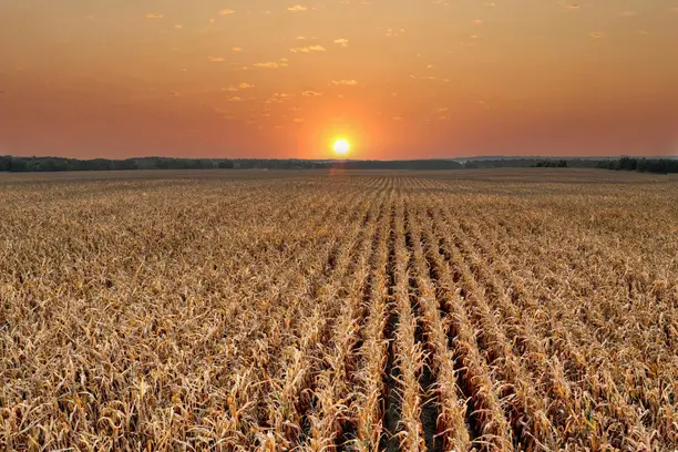 “Na gestão de riscos, o mais importante é o seguro rural”, diz especialista Notícias,Seguro Rural