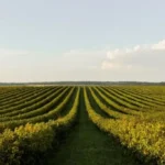 Medida Provisória pode amenizar crise no seguro rural Notícias,Seguro Rural
