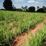 Seguro rural fica de fora de debate sobre El Niño Notícias,Seguro Rural