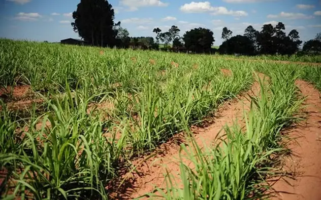 Seguro rural fica de fora de debate sobre El Niño Notícias,Seguro Rural
