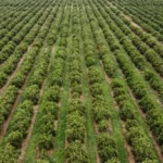 Senado aprova novo marco do seguro rural; texto aguarda sanção presidencial Notícias,CNSEG