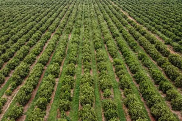 Senado aprova novo marco do seguro rural; texto aguarda sanção presidencial Notícias,CNSEG