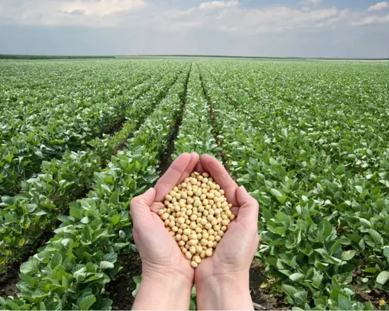 Senado aprova projeto de lei que reformula o seguro rural no país Notícias,Seguro Rural