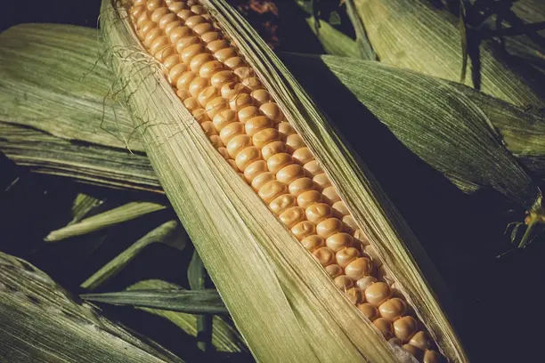 El Niño eleva risco para seguro rural no Sul Notícias,Seguros,aon,el niño,seguro rural,sul