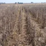 Governo federal atrasa o pagamento de subvenção ao seguro rural a empresas Notícias,CNSEG