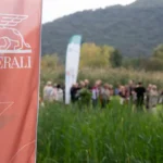 Generali supera 17 mil árvores plantadas Notícias,Seguros,Generali,Grupo Generali,Uma árvore para cada acionista