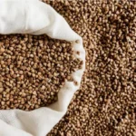 Estudo aponta que El Niño pode elevar produção de grãos, mas pressionar rentabilidade na América Latina Notícias,Allianz Research,Alliianz Trade