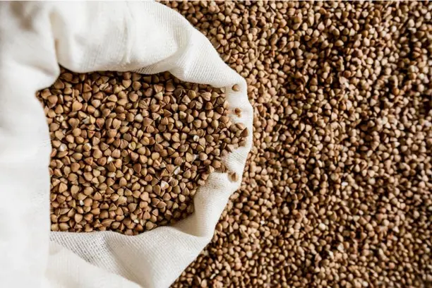 Estudo aponta que El Niño pode elevar produção de grãos, mas pressionar rentabilidade na América Latina Notícias,Allianz Research,Alliianz Trade