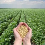 Cobertura adicional no agro: proteção para além da safra Notícias,Sompo,El Niño,Agro,Seguro Rural