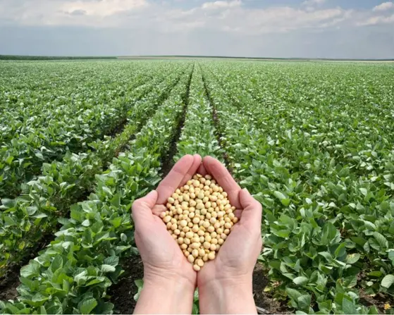 Cobertura adicional no agro: proteção para além da safra Notícias,Sompo,El Niño,Agro,Seguro Rural