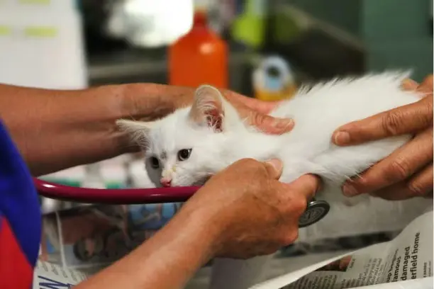 Projeto de lei quer tornar dedutíveis no IR gastos com veterinário e plano de saúde de pets Notícias,Plano de Saúde,Pet